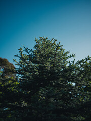 Fototapeta premium tree and the sky