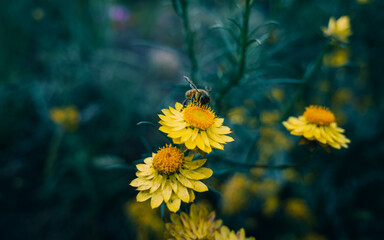 bee on yellow flower