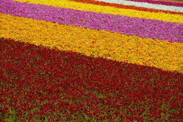 flower field background