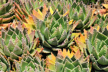 colorful cactus closeup