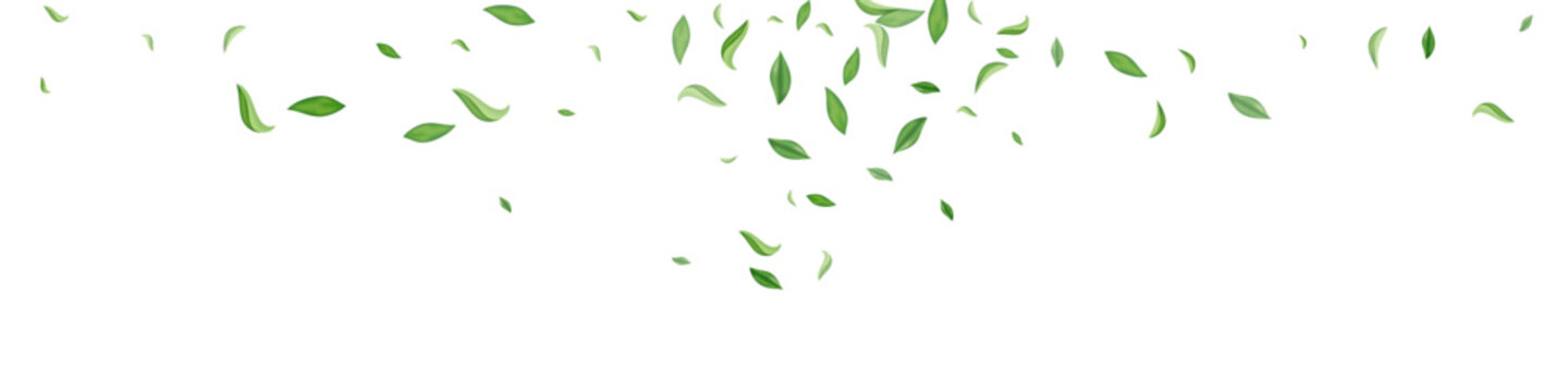 Forest Leaves Nature Vector White Panoramic © XEquestris