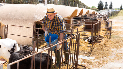 Focused young farmer working on livestock farm, feeding calves from bucket in stall outdoors