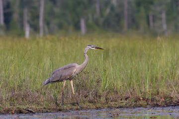 A Great Blue Heron walks the bank of a lush green wetland searching for food. 