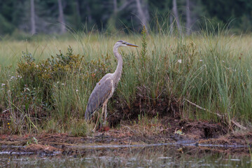 A Great Blue Heron walks the bank of a lush green wetland searching for food. 