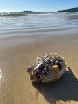 Peixe Baiacu Morto na Praia / Dead puffer fish on the beach