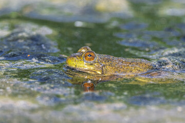 American bullfrog (Lithobates catesbeianus) in the Pampa Pond, WA