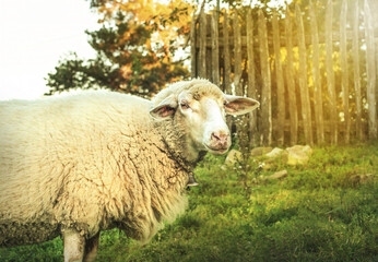 Sheep grazing the gras on the green meadow.Rural landscape.