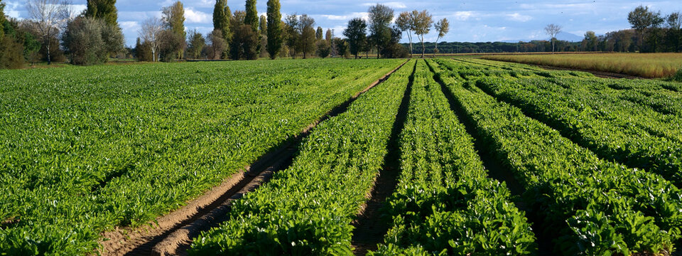 Italian intensive cultivation (Emilia Romagna)