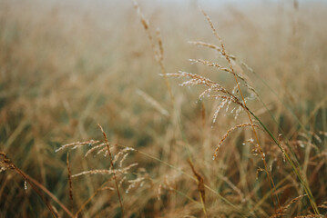 Fototapeta premium grass in a field