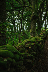 green forest in the morning