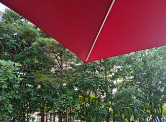 Red umbrella and lush forest