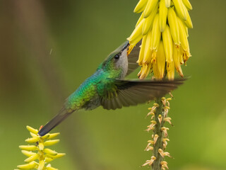 Colibrí libando