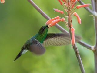 Colibri libando © OmarJavier