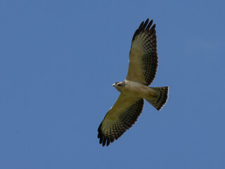 Gavilán Volando