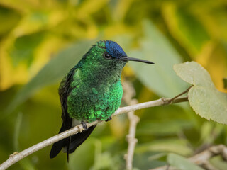 Colibrí Perchado