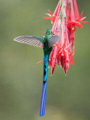 Colibrí libando © OmarJavier
