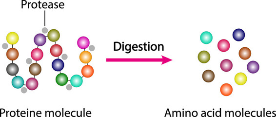 Scientific conception of protein digestion. Effect of protease enzyme on protein molecule. Vector illustration.
