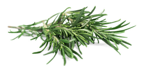 Rosemary Sprig Isolated