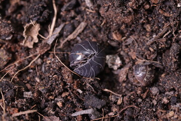 Tatu Bolinha / Tatuzinho de Jardim / Armadillo Ball / Garden Armadillo
