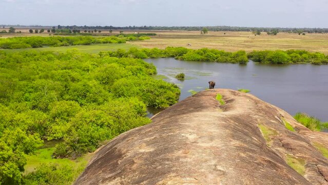 Aerial view of elephant in the lake feeds on grass. Arugam Bay Sri Lanka.