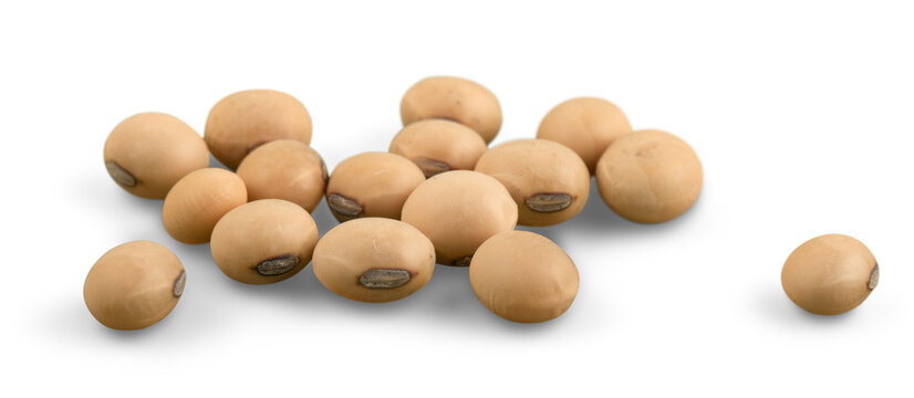 The Soya Beans On White Background