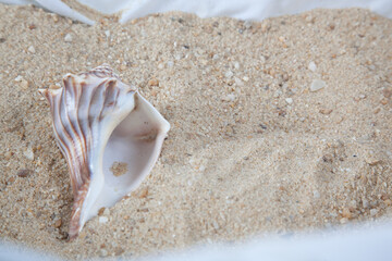 Seashell in the sand