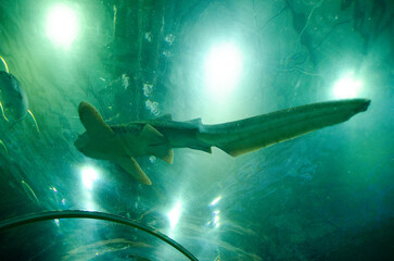 shark in the aquarium