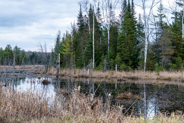 Quiet Scene by the Pond with Reflections