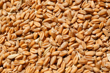 Pile of wheat grains as background, closeup view