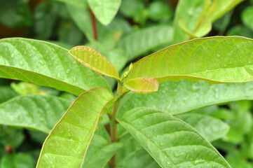 Fresh guava tree leaf shoots selective focus