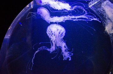 jellyfish in the dark