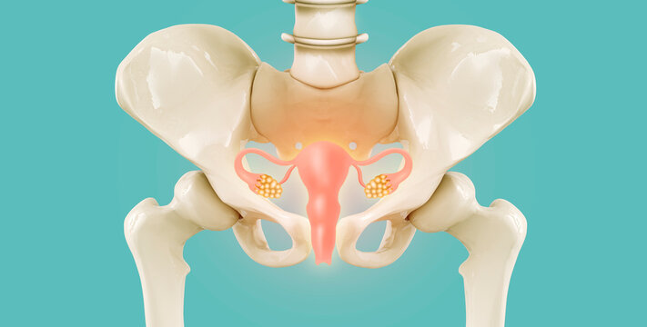 Pelvic bone with isolated uterus. Female reproductive health concept. endometriosis, PCOS, gynecological cancer, cervical cancer, uterine fibroids, hysterectomy. Modern digital medicine