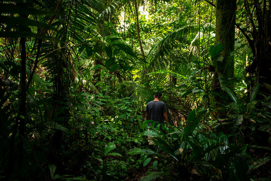 Amazon rainforest jungle in Peru.