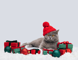 British cat in a knitted red hat on a snowy winter background. Christmas cat with gifts and festive...
