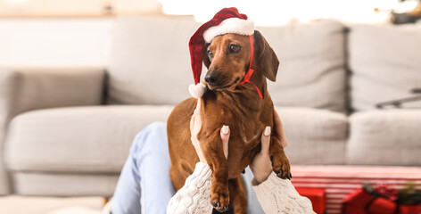 Owner playing with cute dachshund dog in Santa hat at home