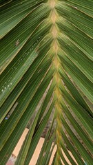 palm tree leaves