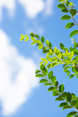空と植物