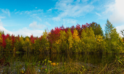 Autumn landscape near the forest lake on a clear day