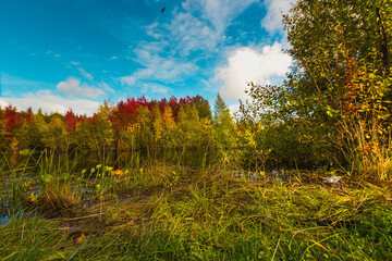 Autumn landscape near the forest lake on a clear day