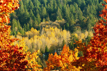 Autumn in the forest around Nanaimo, British Colombia, Canada