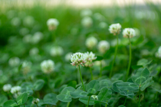 white clover flowers on green color bokeh background	