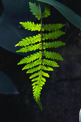 green leave with dark background