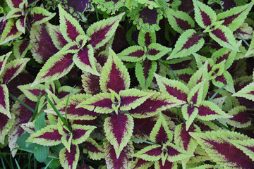 Multi color of leaves for abstract background