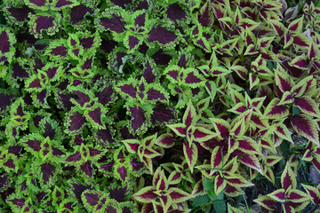 Multi color of leaves for abstract background