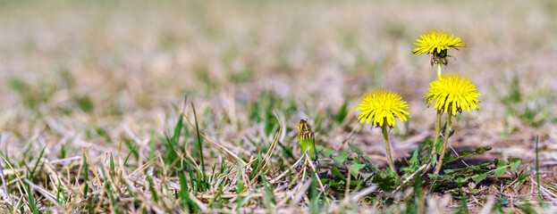 flowers in the grass. dandelion in the grass.