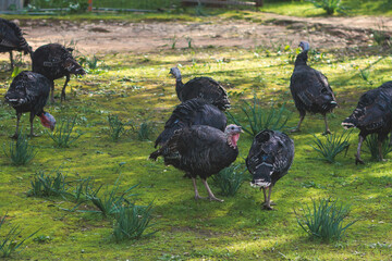 View of bronze and black turkey flock on a farm, brood turkeys on chicken coop, large turkey feed and stroll in the garden yard on an animal farm ready for Thanksgiving or Christmas