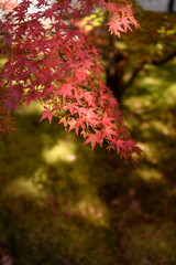 紅葉の京都嵐山