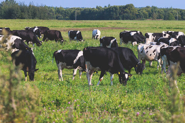 Herd of black and white cows calves pasturing and eating grass on a grazing meadow, cattle on an animal farm ranch field in a summer sunny day, countryside Europe landscape