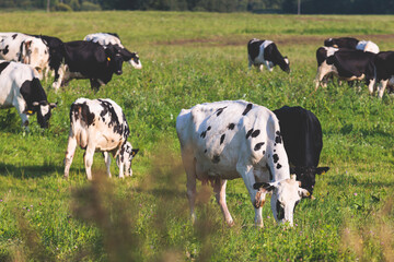 Herd of black and white cows calves pasturing and eating grass on a grazing meadow, cattle on an animal farm ranch field in a summer sunny day, countryside Europe landscape