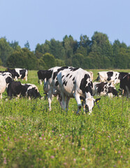 Herd of black and white cows calves pasturing and eating grass on a grazing meadow, cattle on an animal farm ranch field in a summer sunny day, countryside Europe landscape